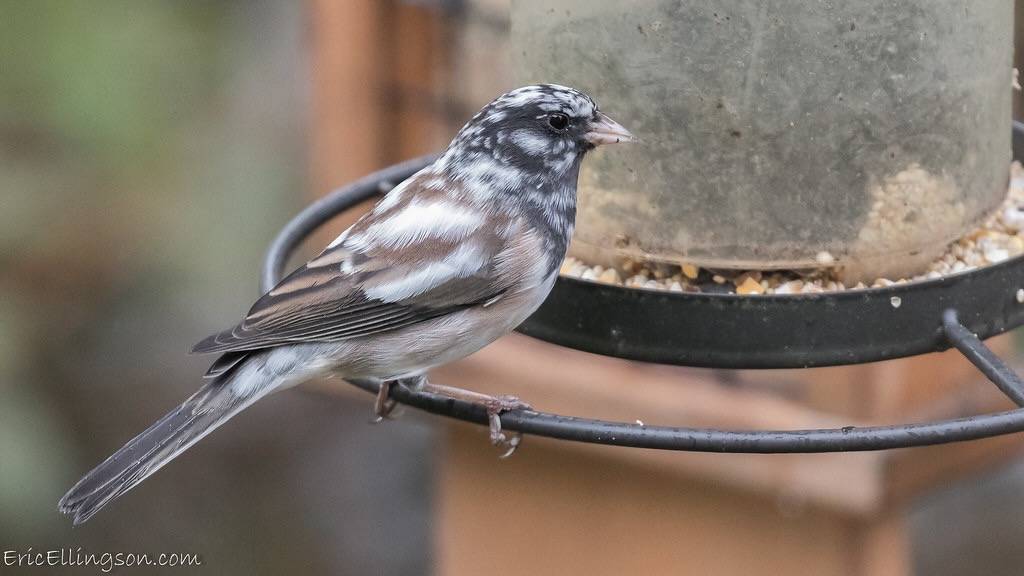 Exotic Dark-eyed Junco by esellingson is licensed under CC BY-NC 2.0